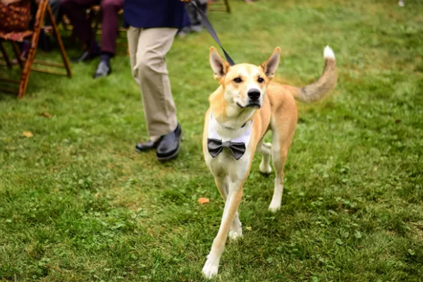 How To Have A Personalized Wedding - Pets