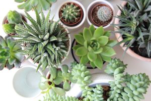 Succulents on table